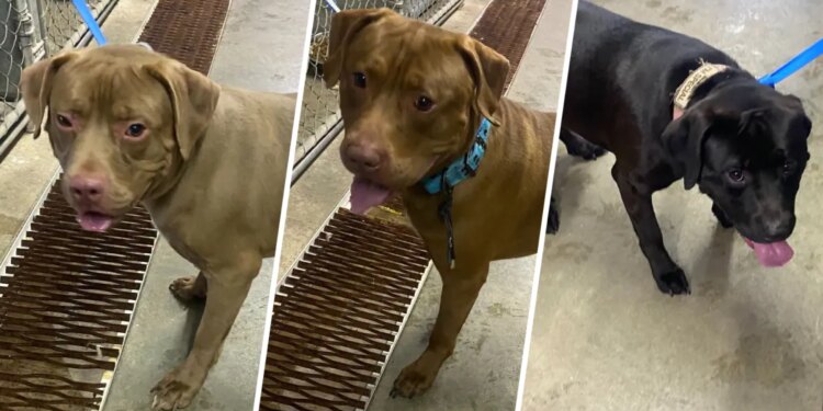 Three dogs found tied to a tree and abandoned in Brainard Park Tuesday
