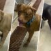 Three dogs found tied to a tree and abandoned in Brainard Park Tuesday