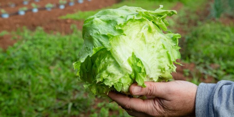 Cyclospora outbreak may have peaked in Michigan after lettuce recall