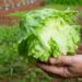 Cyclospora outbreak may have peaked in Michigan after lettuce recall