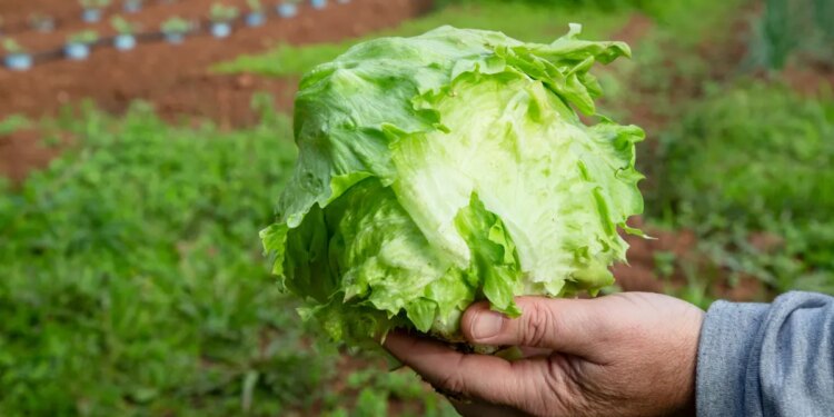 Iceberg lettuce supplier investigated as possible source in cyclosporiasis outbreak