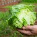 Iceberg lettuce supplier investigated as possible source in cyclosporiasis outbreak