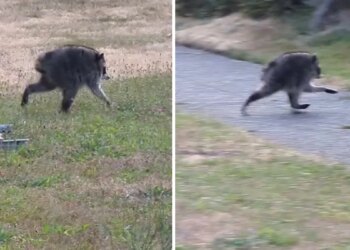 Jimothy the Raccoon receives honor from Washington governor