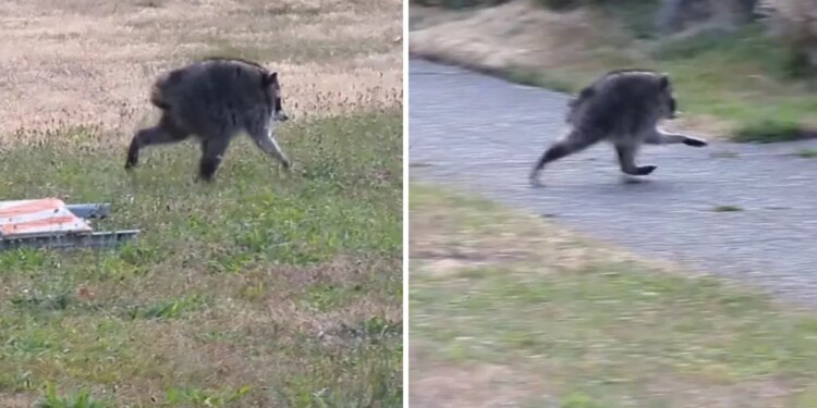 Jimothy the Raccoon receives honor from Washington governor