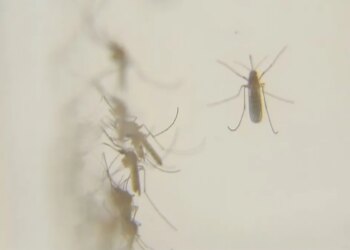 Mosquitoes test positive for West Nile virus in East Haven