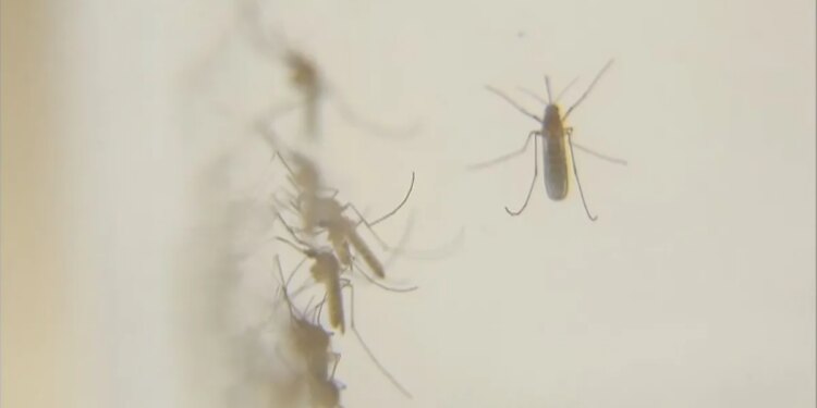 Mosquitoes test positive for West Nile virus in East Haven