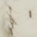 Mosquitoes test positive for West Nile virus in East Haven