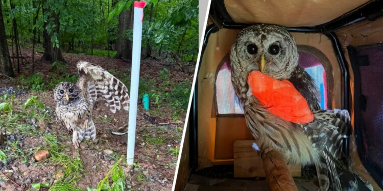 Barred owl's wing becomes impaled in wires from plumbing snake in West Hartford