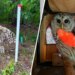 Barred owl's wing becomes impaled in wires from plumbing snake in West Hartford