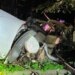 Driver has life-threatening injuries after crashing into trees in Wolcott: police