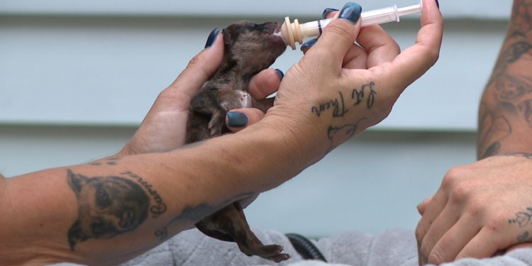 4 newborn puppies survive after 6 found abandoned near trash bin at New Haven condo complex