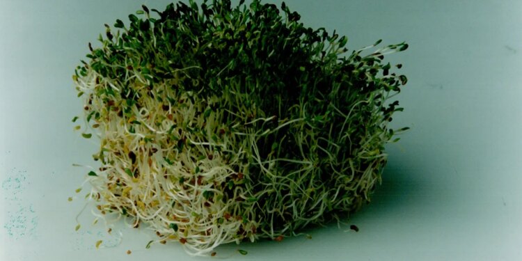 Alfalfa sprouts linked to food-poisoning outbreak in 15 states, CDC says