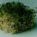 Alfalfa sprouts linked to food-poisoning outbreak in 15 states, CDC says