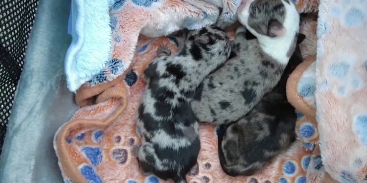 Animal rescue rehabilitates four puppies found abandoned next to New Haven dumpster