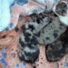 Animal rescue rehabilitates four puppies found abandoned next to New Haven dumpster