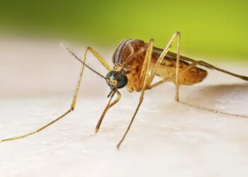 Connecticut confirms first human case of West Nile virus in 2026