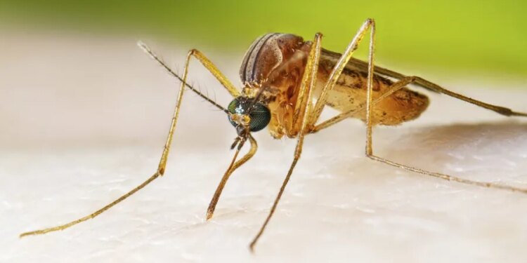Connecticut confirms first human case of West Nile virus in 2026