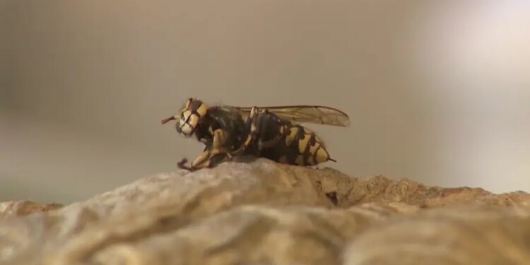 Connecticut in midst of busiest period for wasps, spotted lanternflies, other pests