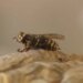 Connecticut in midst of busiest period for wasps, spotted lanternflies, other pests