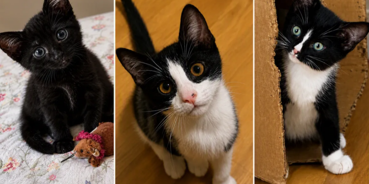 Local cat rescue overflowing with animals in need