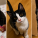 Local cat rescue overflowing with animals in need
