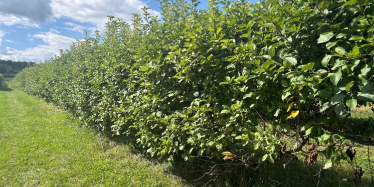 Late-spring frost and bears impact 2026 fruit crop in Connecticut