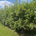 Late-spring frost and bears impact 2026 fruit crop in Connecticut