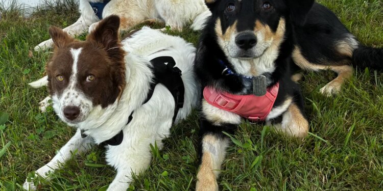 South Windsor family fosters dogs rescued from Iran war