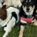 South Windsor family fosters dogs rescued from Iran war