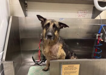 Neglected dog found roaming in Stratford with missing leg needs treatment, support