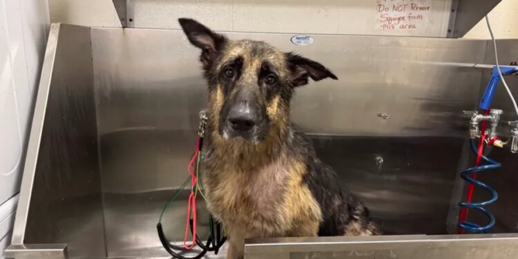 Neglected dog found roaming in Stratford with missing leg needs treatment, support