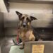 Neglected dog found roaming in Stratford with missing leg needs treatment, support