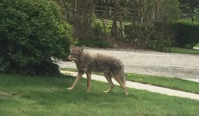 Police warn of 'concerning' coyote activity in Fairfield neighborhoods