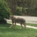 Police warn of 'concerning' coyote activity in Fairfield neighborhoods