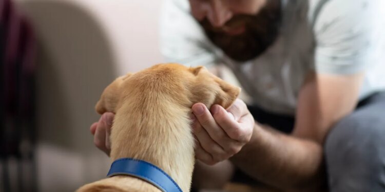 From Streets to Snuggles in 7 Steps: The Hidden Work That Helps Shelter Pets Find a Home