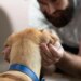 From Streets to Snuggles in 7 Steps: The Hidden Work That Helps Shelter Pets Find a Home