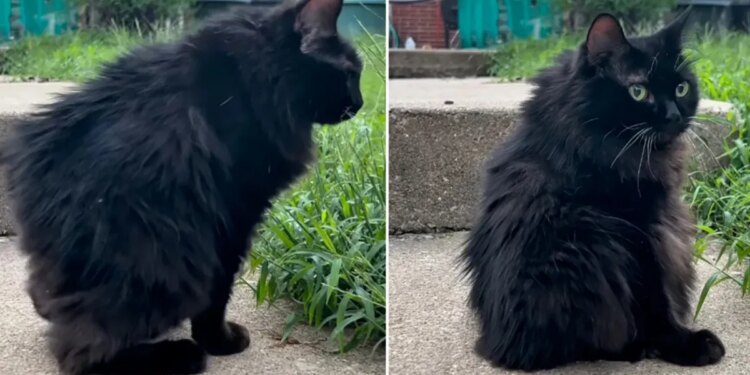 Love Jimothy the raccoon? Meet Meemers, the adorable cat with short spine syndrome