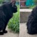 Love Jimothy the raccoon? Meet Meemers, the adorable cat with short spine syndrome