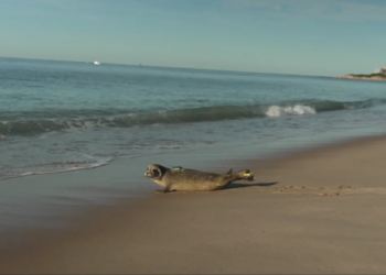 Mystic Aquarium returns young harbor seal to the ocean following rehabilitation