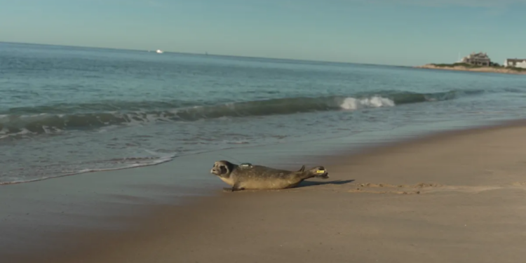Mystic Aquarium returns young harbor seal to the ocean following rehabilitation