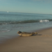 Mystic Aquarium returns young harbor seal to the ocean following rehabilitation
