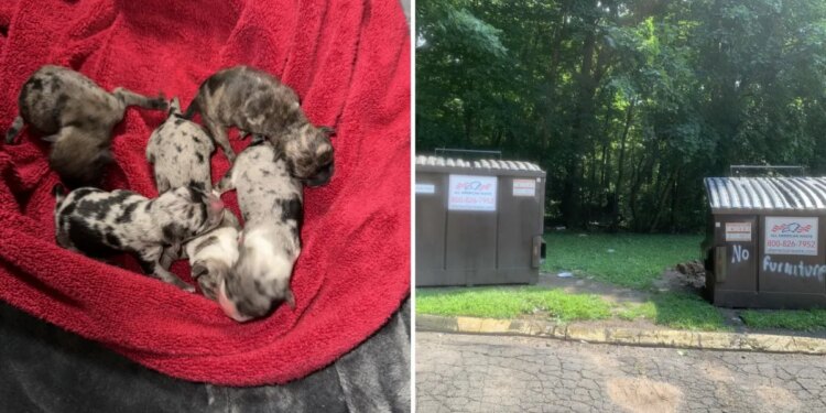 6 newborn puppies found abandoned near trash bin at New Haven condo complex