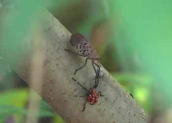 Spotted lanternflies are swarming Connecticut. Will nature fight back?