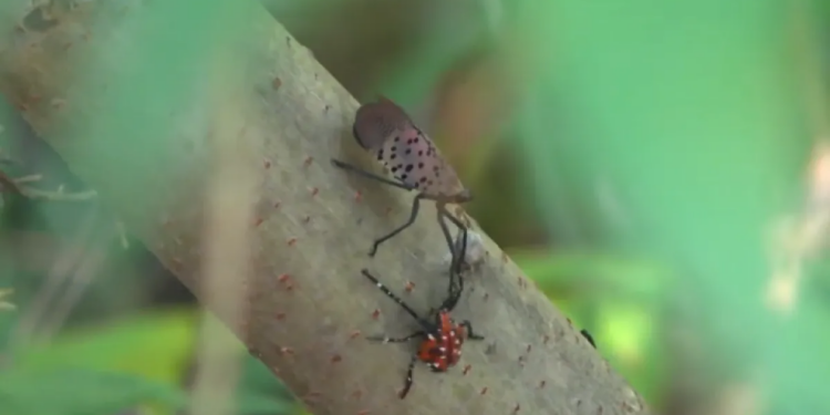 Spotted lanternflies are swarming Connecticut. Will nature fight back?