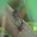 Spotted lanternflies are swarming Connecticut. Will nature fight back?